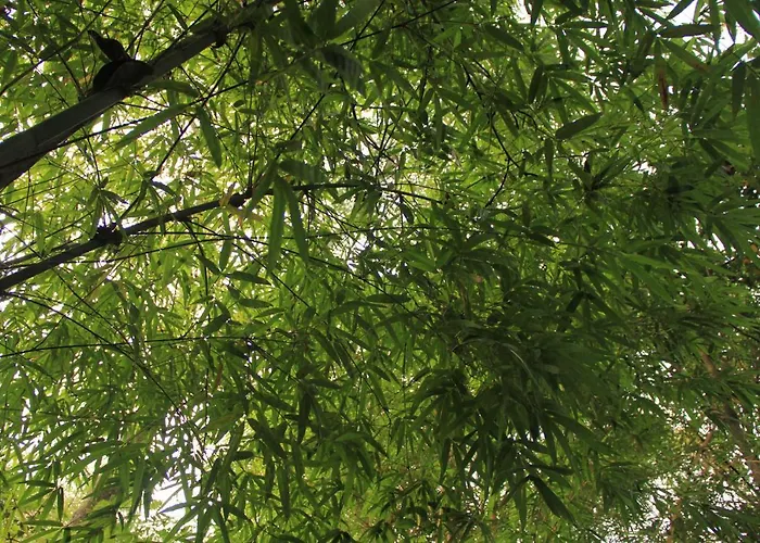 Uravu Bamboo Grove Resort