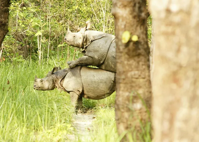 Jungle Wildlife Camp