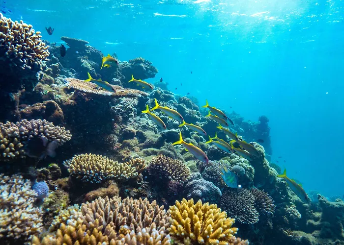 Royal Davui Island Resort (Adults Only)